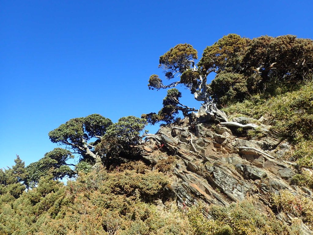 PC132172.JPG - 合歡山  東峰