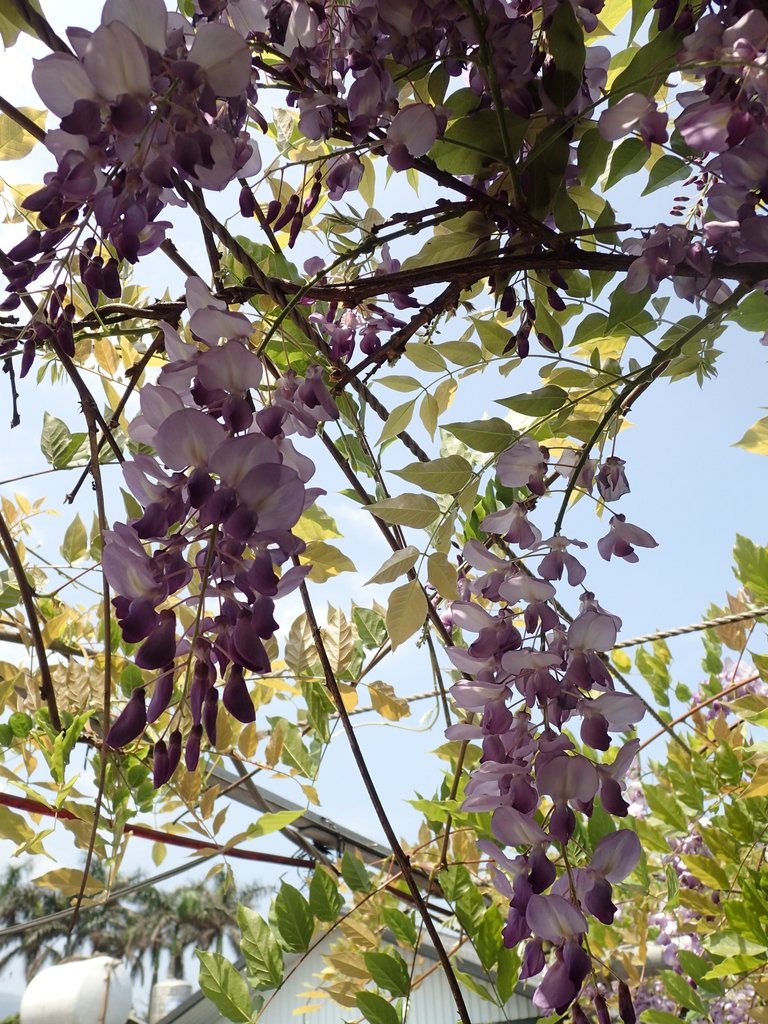 P4010900.JPG - 金山  紫藤花開