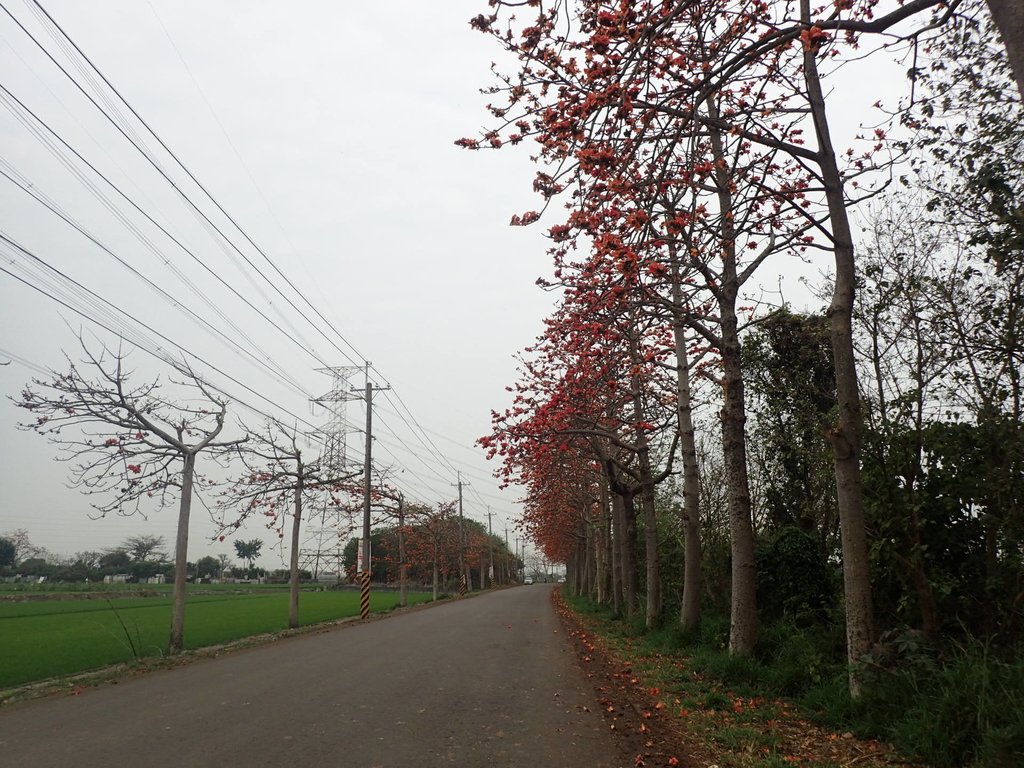 P3066342.JPG - 埤頭  東螺溪  木棉花