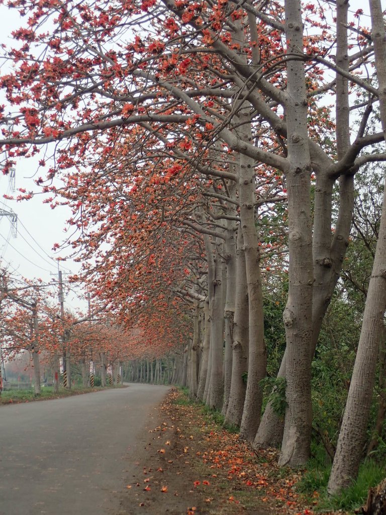 P3066367.JPG - 埤頭  東螺溪  木棉花