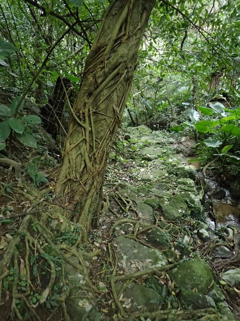 P1263974.JPG - 金山  大路崁古道