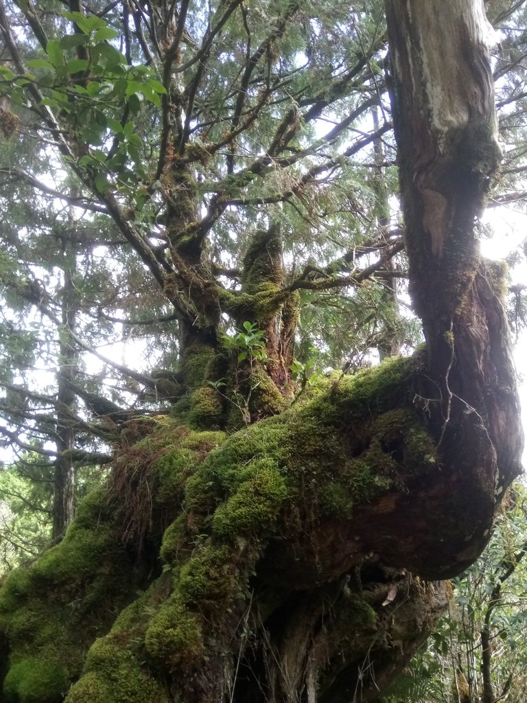 DSC_0086.JPG - 太平山  翠峰湖環山步道  01