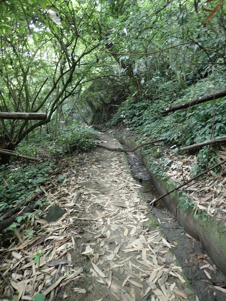 PA171296.JPG - 鹿谷  長源圳古道