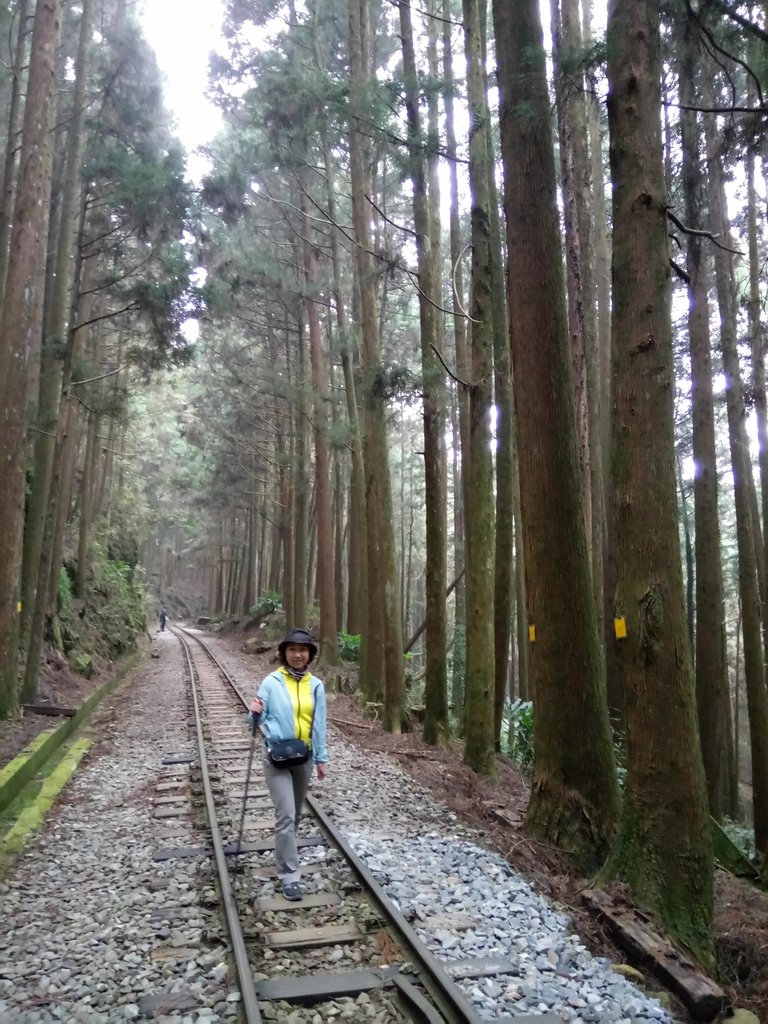 DSC_1528.JPG - 阿里山  二萬平  抱石神木