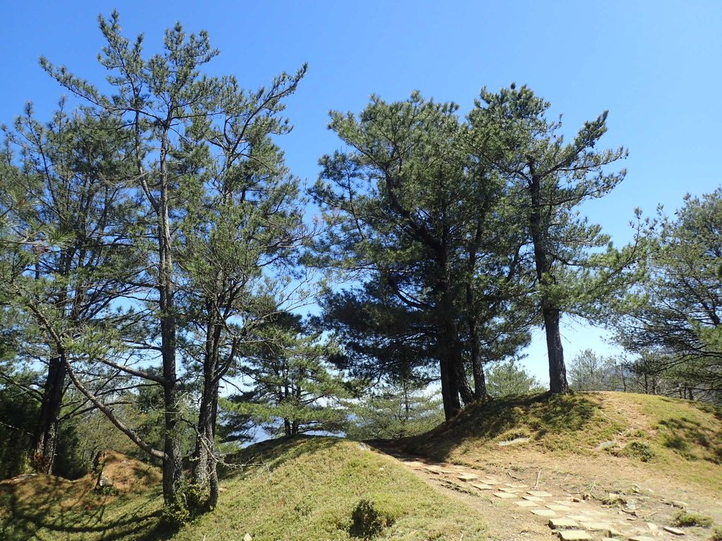 P3268101.JPG - 鹿林山  麟趾山步道  (01)