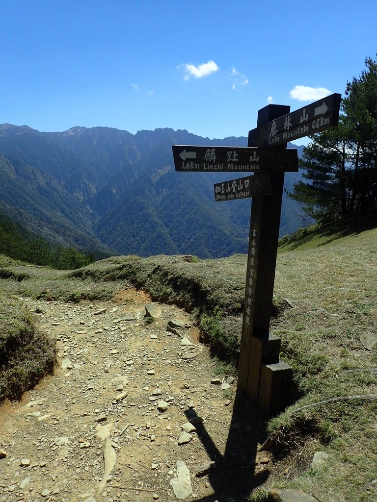 P3268142.JPG - 鹿林山  麟趾山步道  (02)