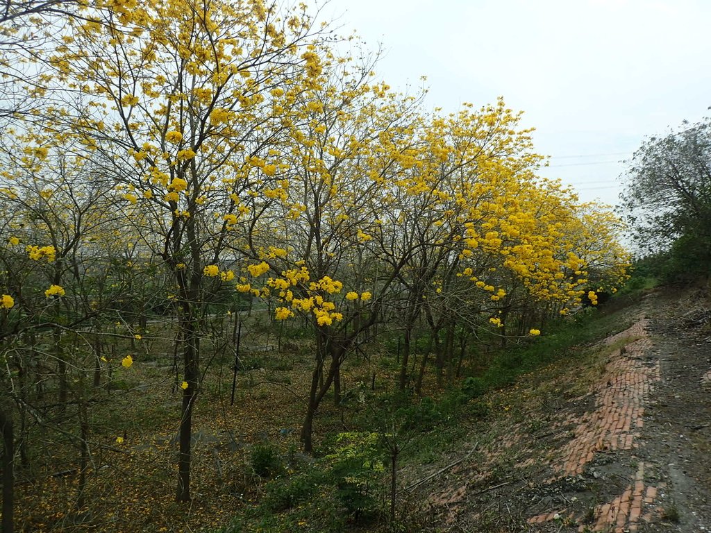 P3066539.JPG - 竹塘  田頭堤防  黃花風鈴木