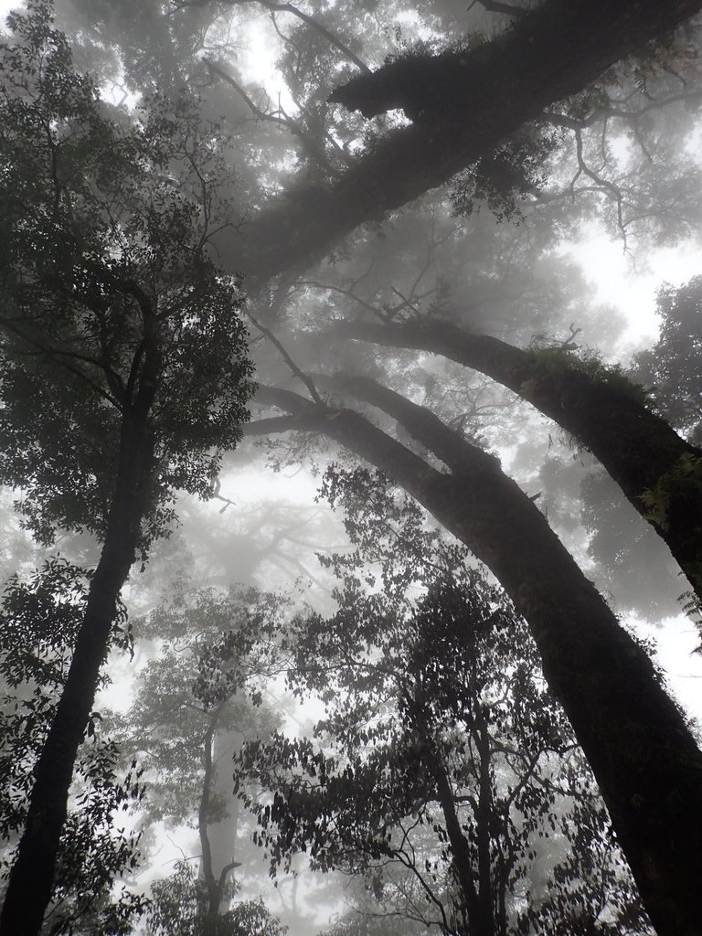 PA185683.JPG - 台中  和平  稍來山南峰