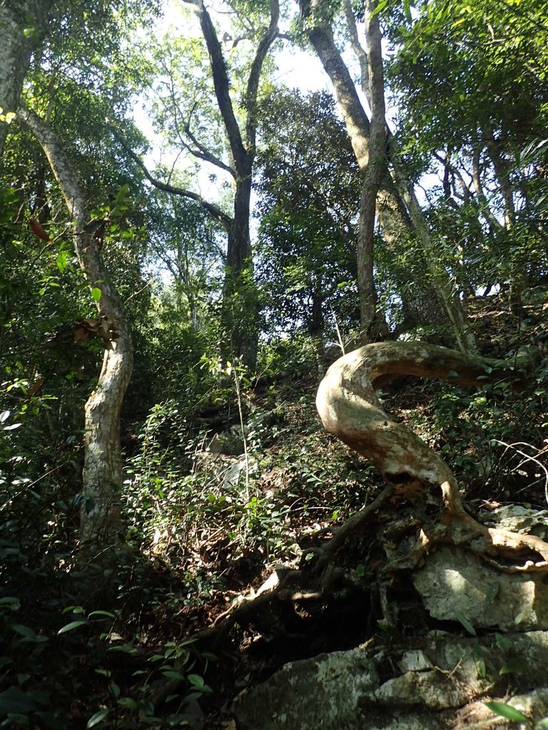 P3167277.JPG - 谷關  屋東縱走