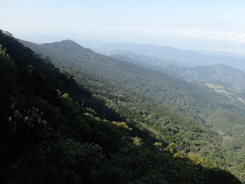 P2034770.JPG - 南庄  大坪林道  杜鵑嶺