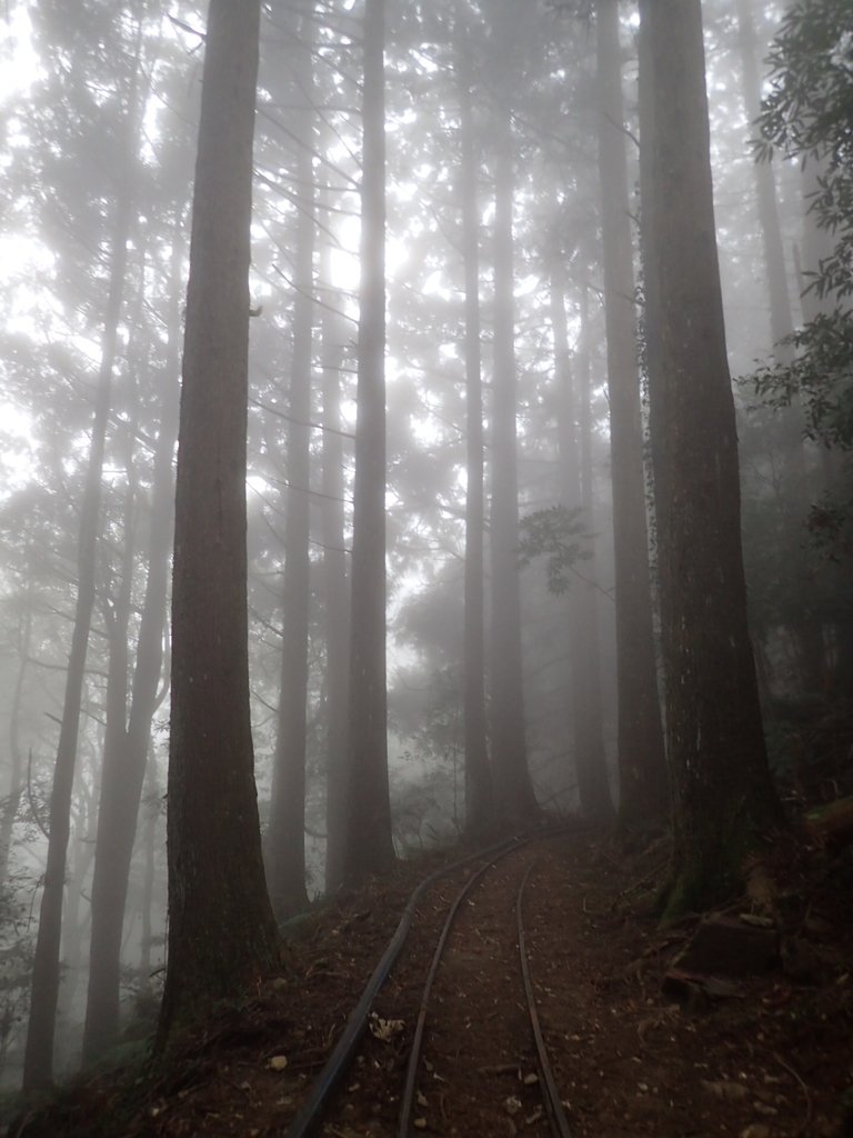 P2035026.JPG - 南庄  加里山  森林鐵道