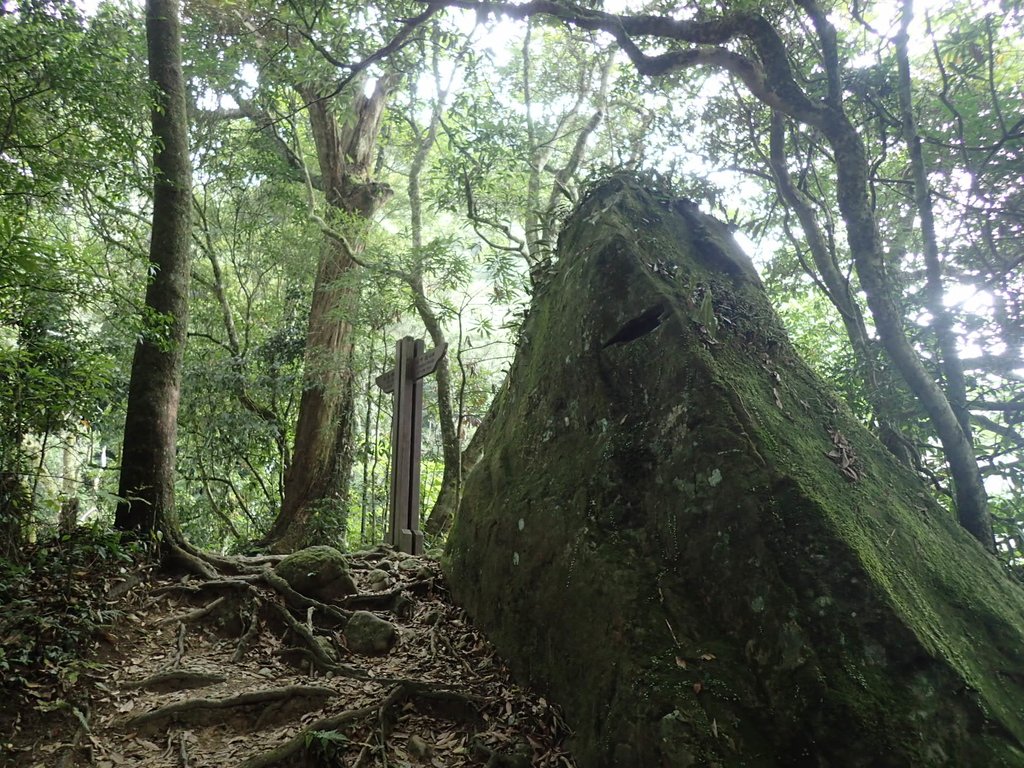 P9108425.JPG - 新竹  五指山登山步道