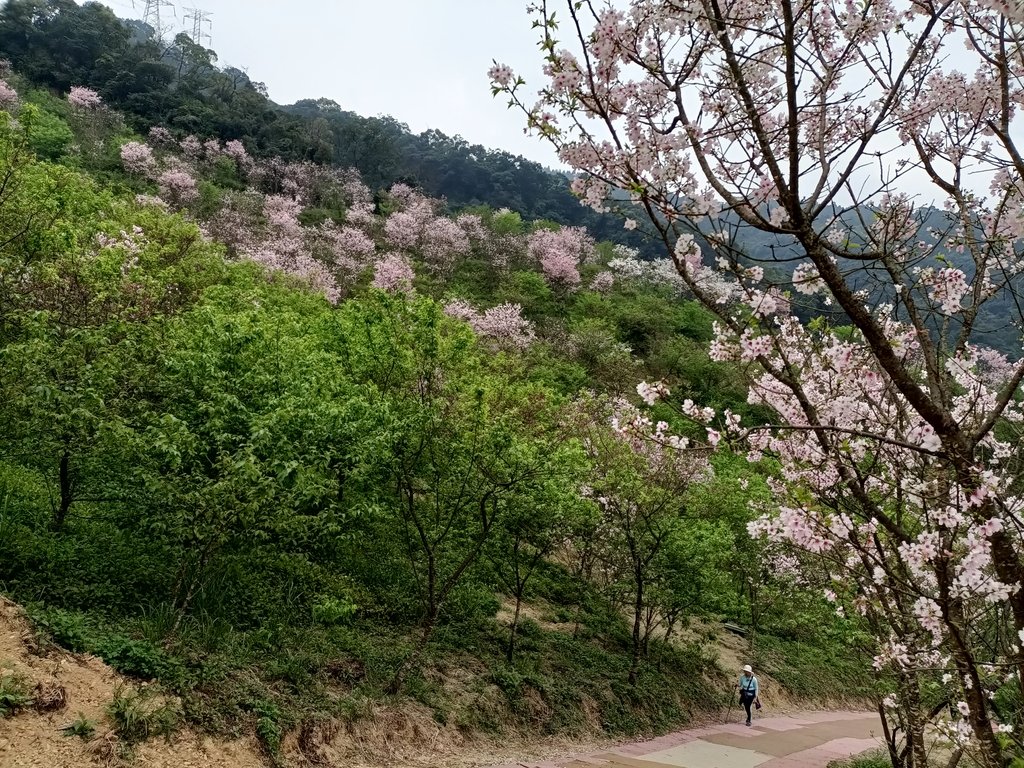 IMG20210226131552.jpg - 三峽  熊空  大熊櫻花林