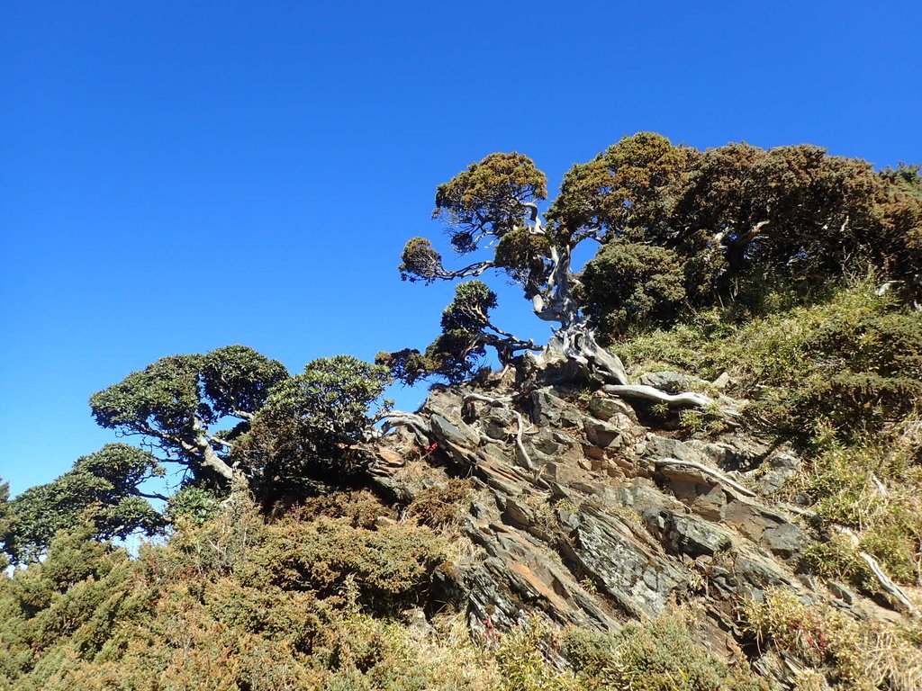 PC132173.JPG - 合歡山  東峰