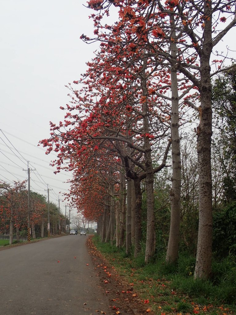 P3066343.JPG - 埤頭  東螺溪  木棉花