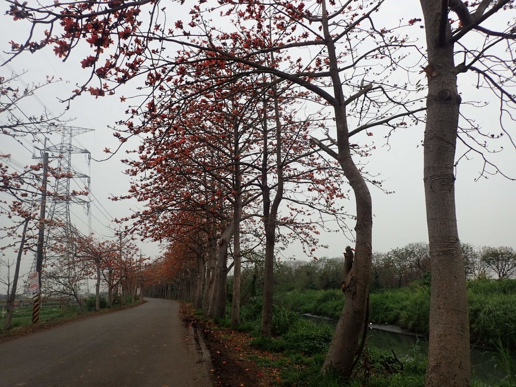 P3066373.JPG - 埤頭  東螺溪  木棉花