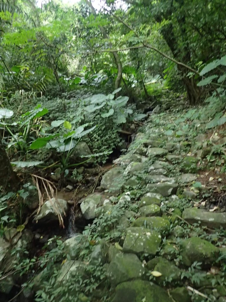 P1263976.JPG - 金山  大路崁古道