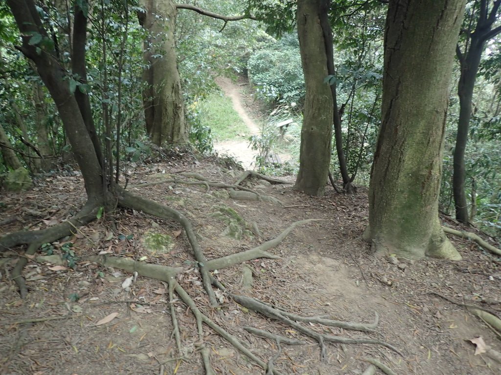 P2167983.JPG - 三峽  鳶尾山登山步道