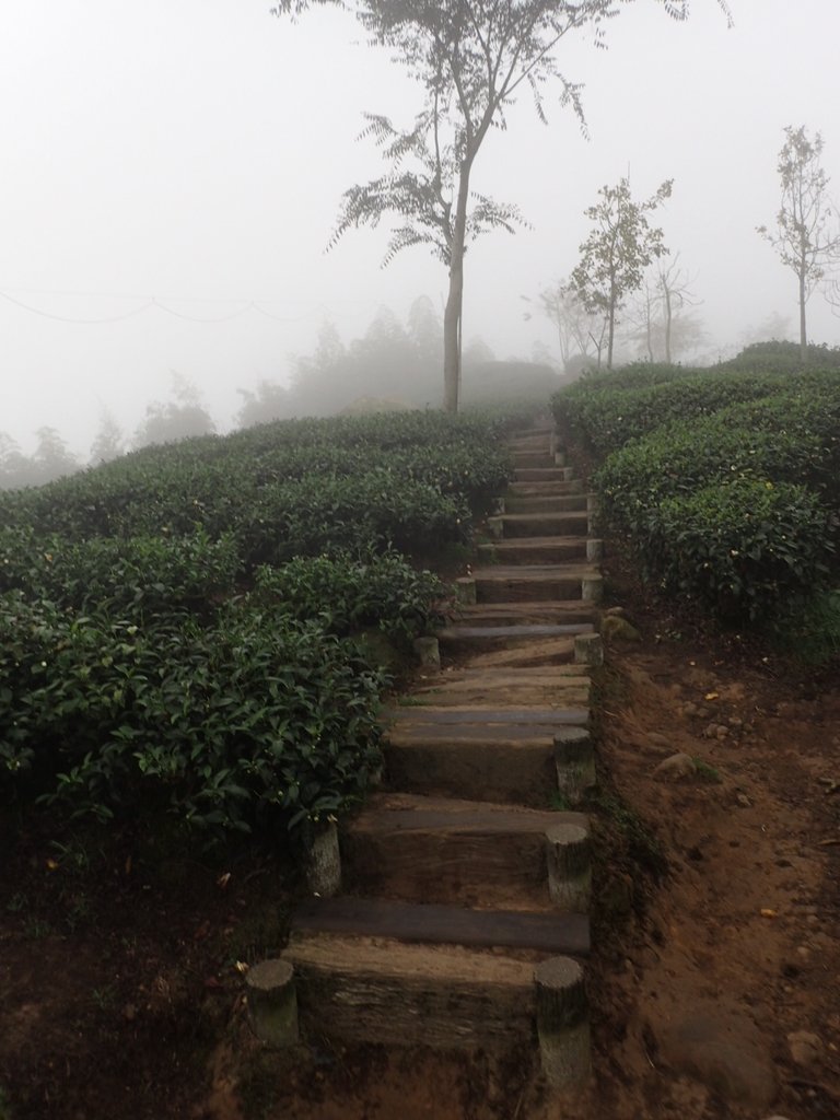 PA171096.JPG - 鹿谷  大崙山  霧中茶園之美(02)