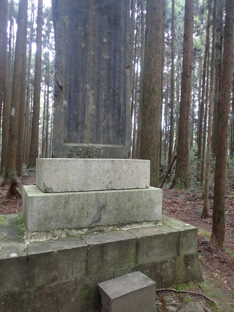 P3257985.JPG - 阿里山  二萬坪步道