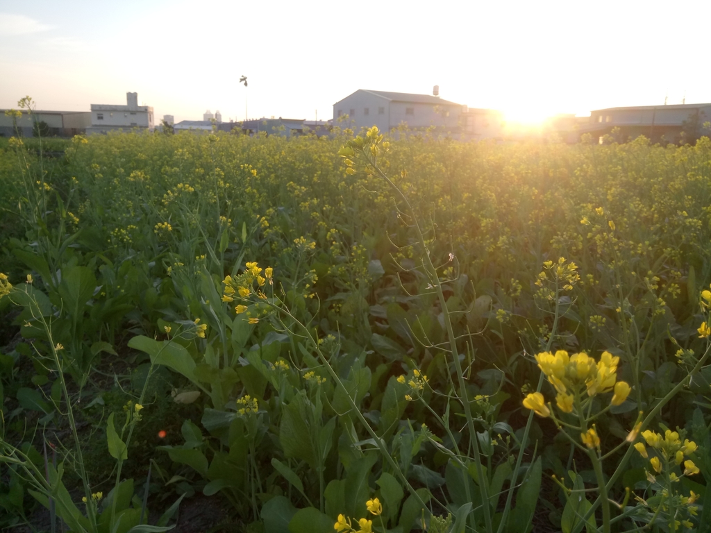 DSC_0185.JPG - 台中  西屯  油菜花田