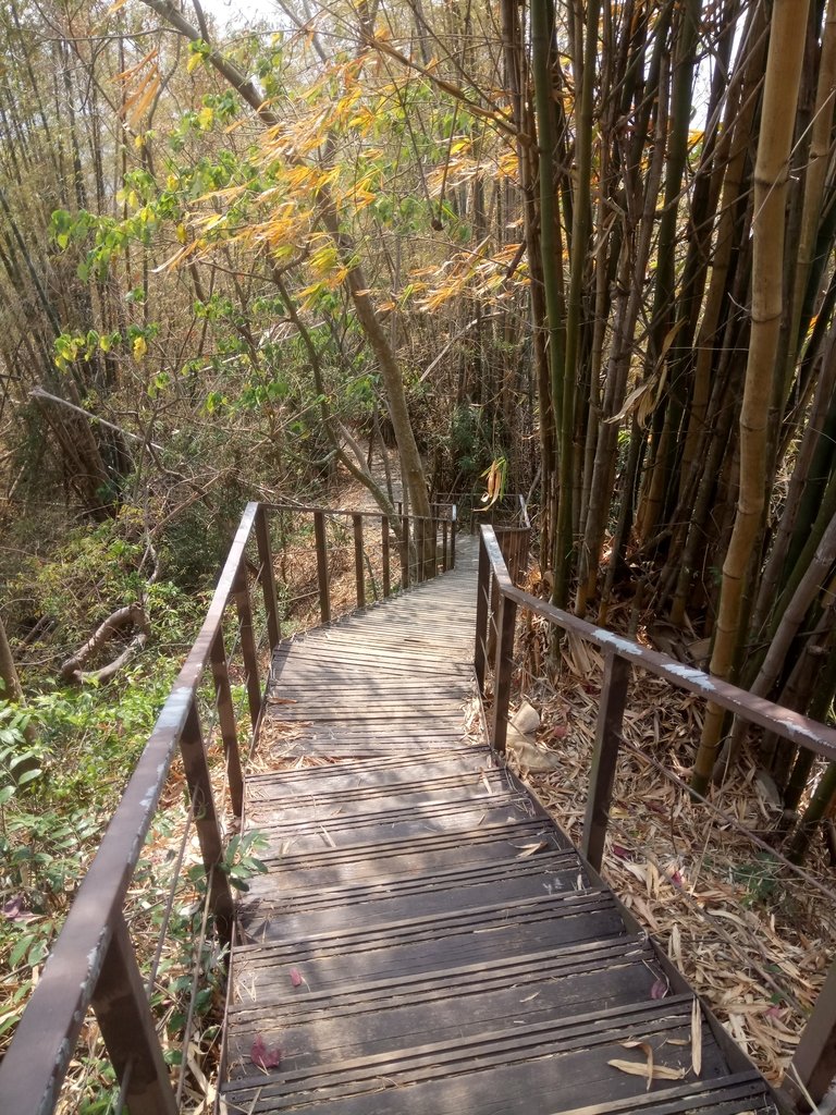 DSC_7294.JPG - 草屯平林  九九峰森林步道