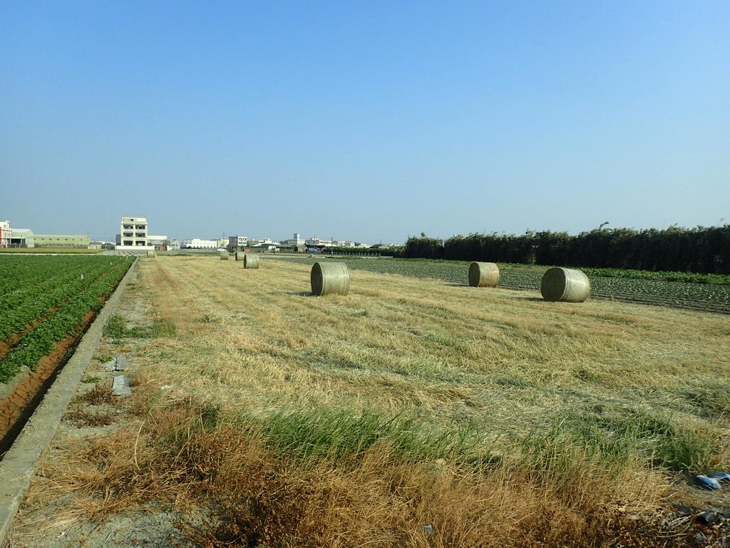 PA196269.JPG - 埔鹽  南勢埔  牧草卷之旅