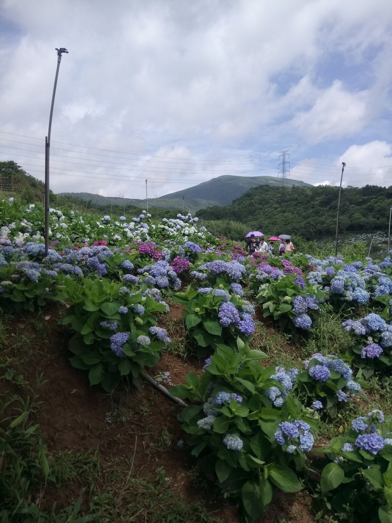 DSC_9330.JPG - 萬里  高家繡球花田