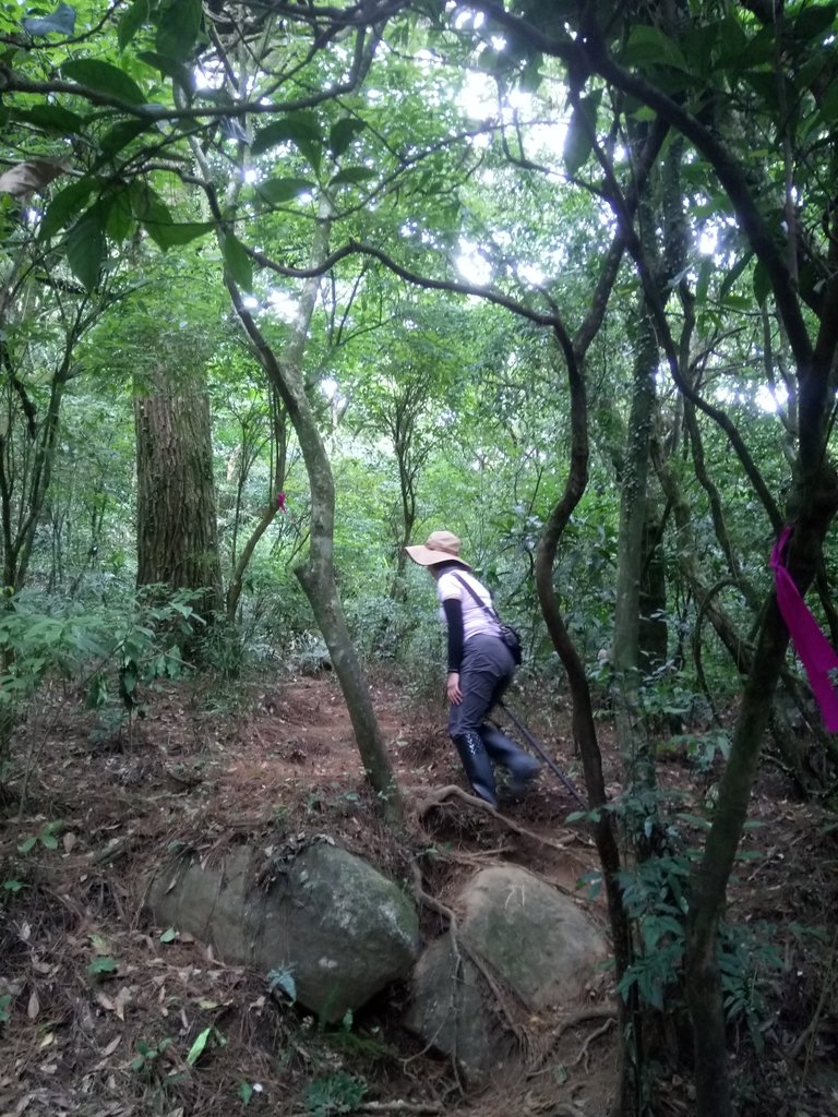 DSC_4518.JPG - 小觀音山  西峰登山步道