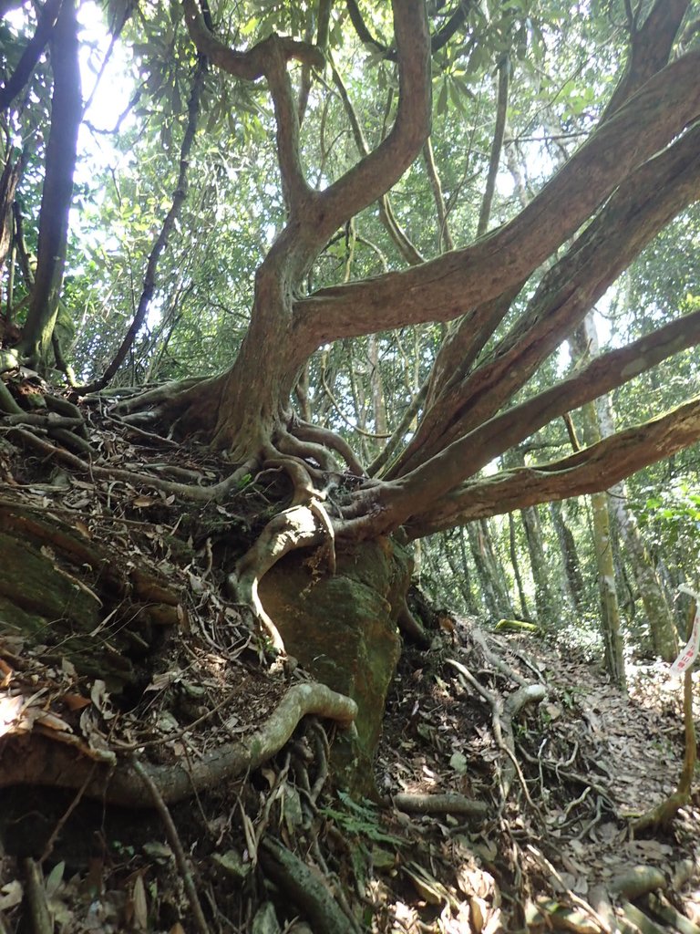 PA040450.JPG - 魚池  大尖山登山步道