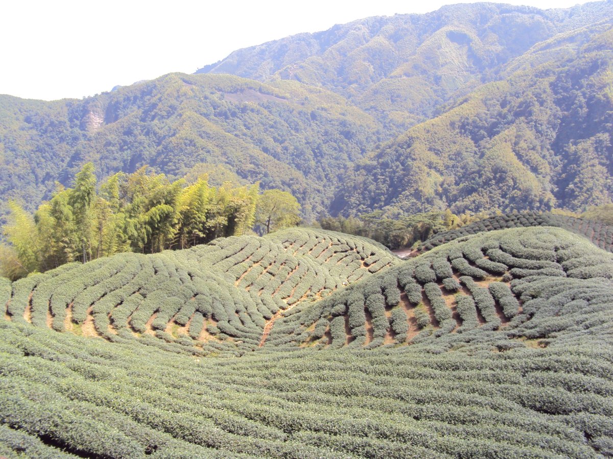 DSC07988.JPG - 竹山  軟鞍  八卦茶園