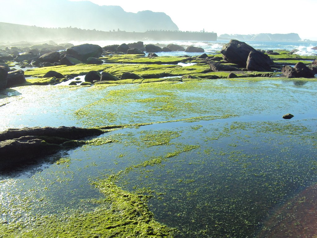 DSC06579.JPG - 八斗子  大坪海岸