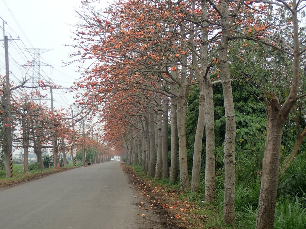 P3066388.JPG - 埤頭  東螺溪  木棉花