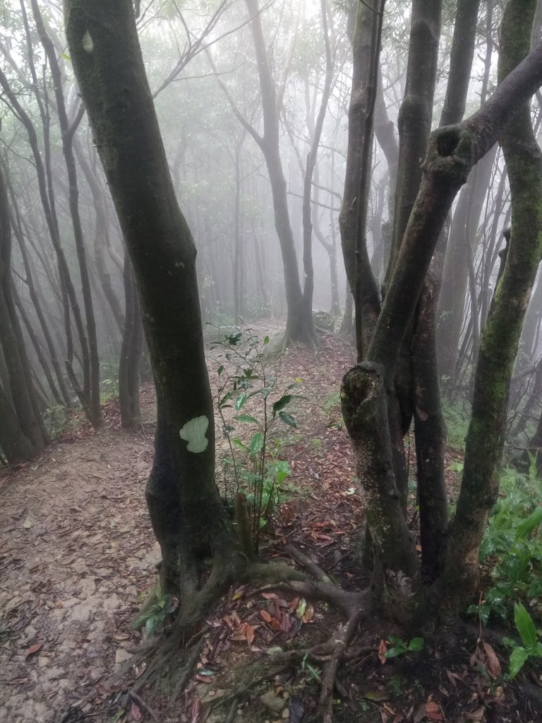 DSC_2428.JPG - 新店  獅子頭山隘勇線  02