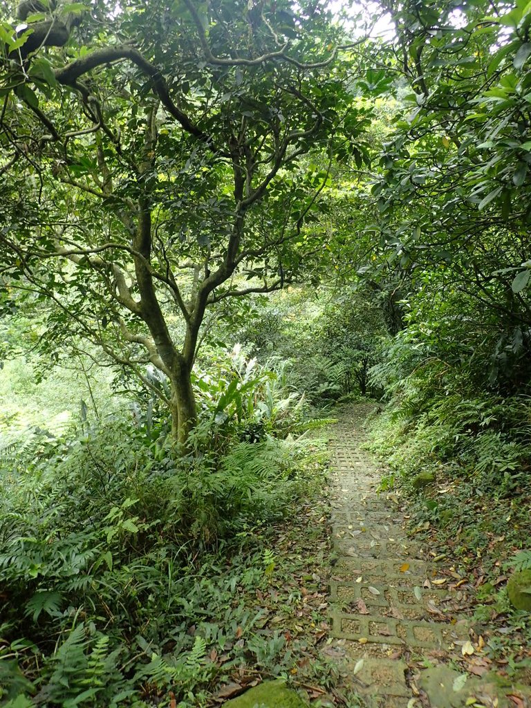 P4143524.JPG - 基隆  五坑山  總督嶺步道