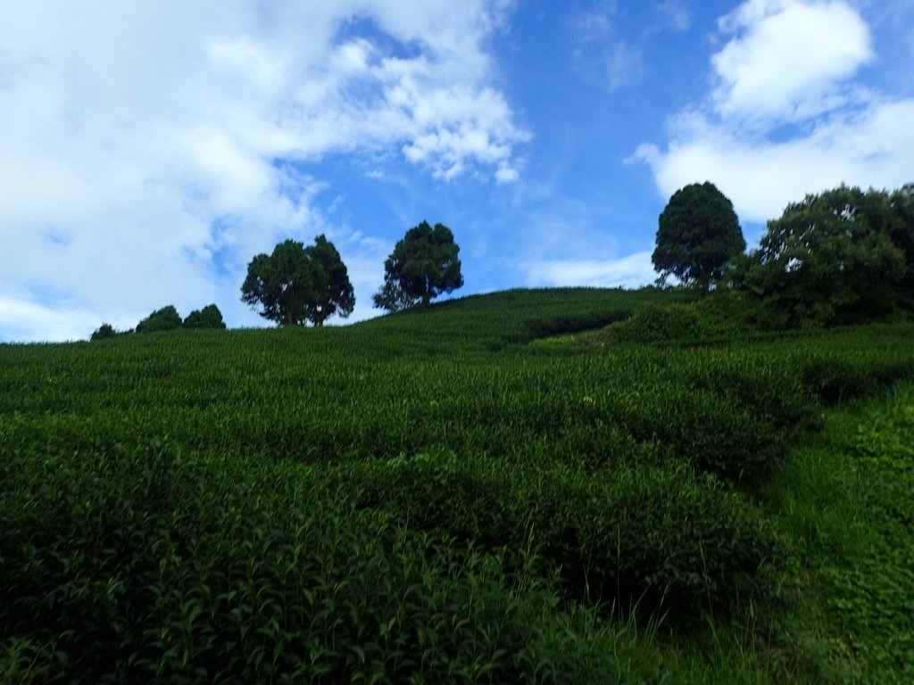 P8156520.JPG - 武界茶園  (01)