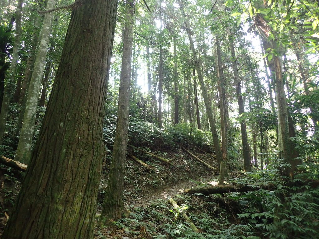 PA064472.JPG - 大湖  馬那邦山  (03)