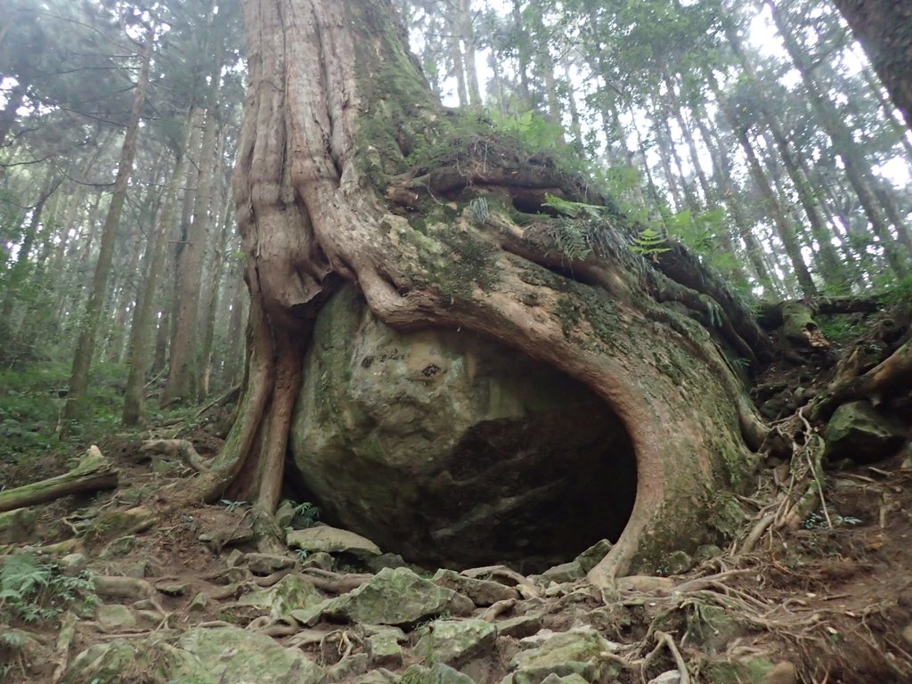 P3257955.JPG - 阿里山  二萬平  抱石神木