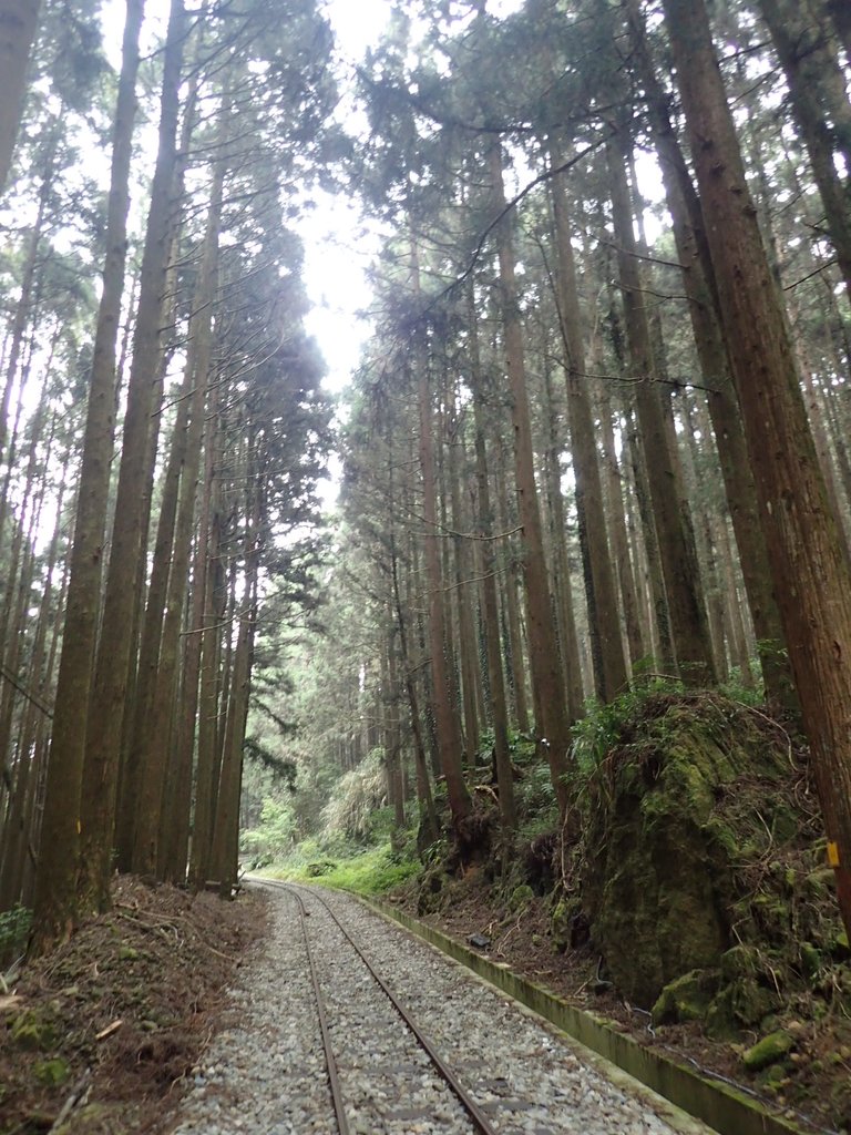 P3257991.JPG - 阿里山  二萬坪步道