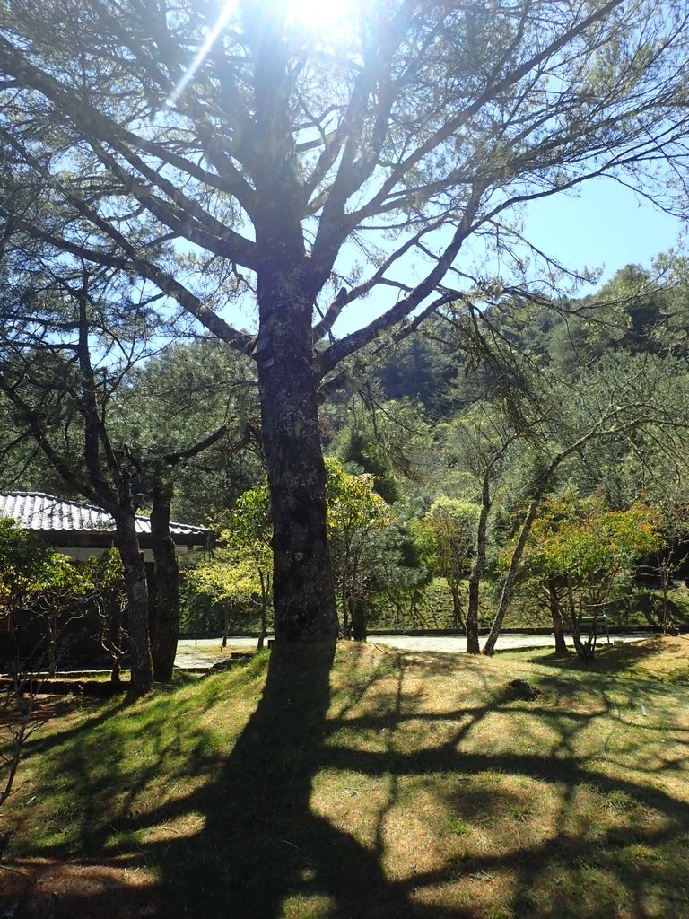 P3268080.JPG - 鹿林山  麟趾山步道  (01)