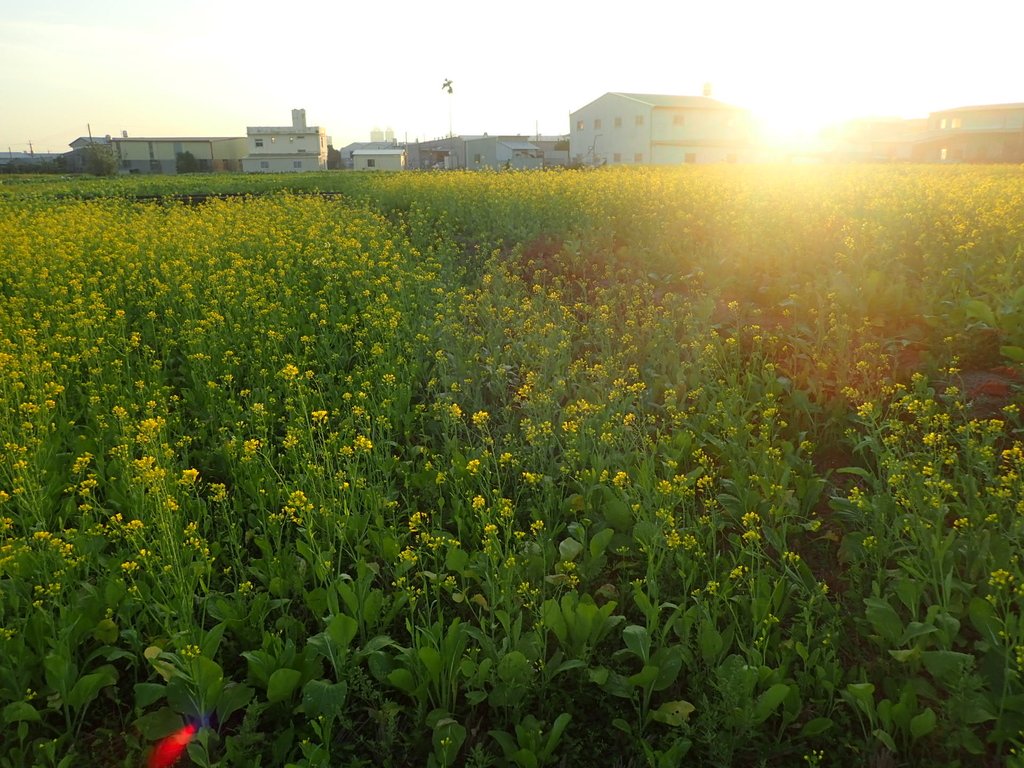 P1083455.JPG - 台中  西屯  油菜花田