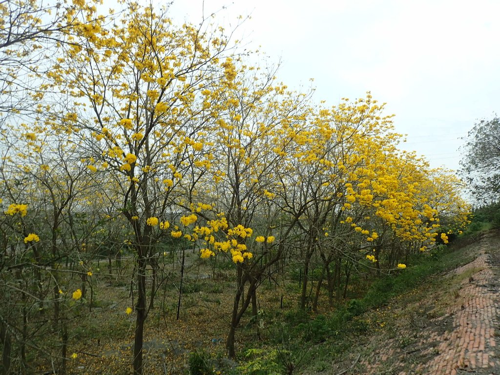 P3066540.JPG - 竹塘  田頭堤防  黃花風鈴木