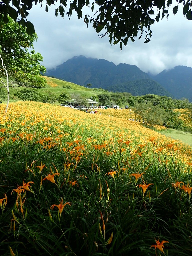 P9087991.JPG - 富里  六十石山  金針花季