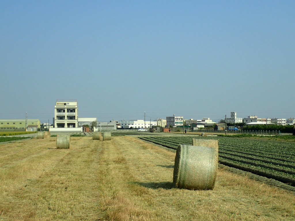 PA196274.JPG - 埔鹽  南勢埔  牧草卷之旅