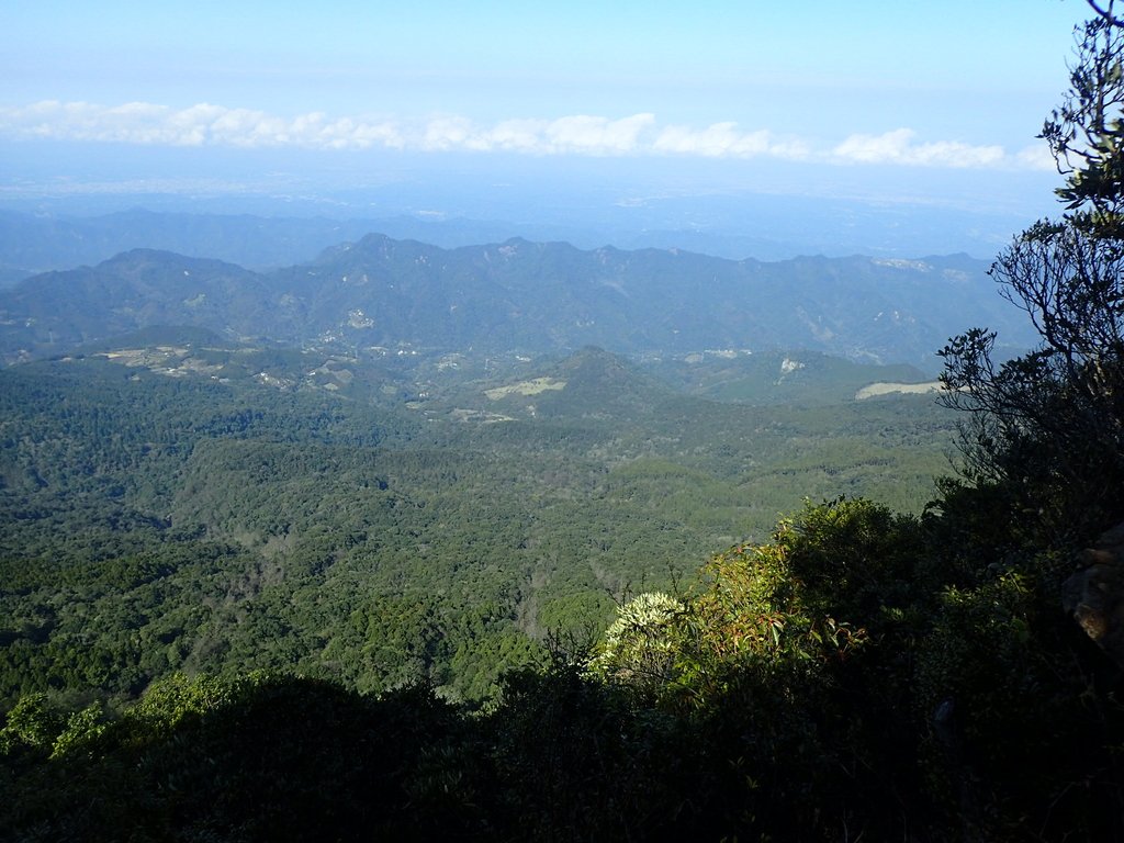 P2034772.JPG - 南庄  大坪林道  杜鵑嶺