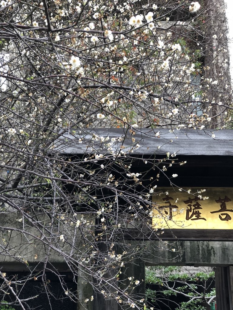 IMG_0112.JPG - 再訪  大里  菩薩寺