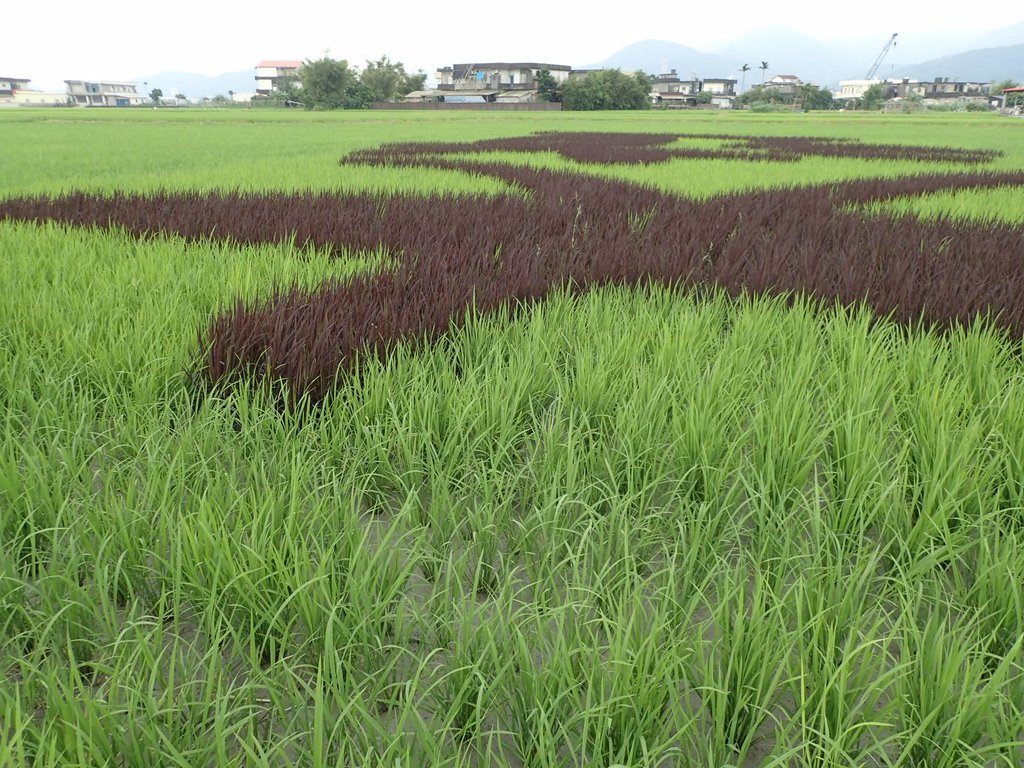 P4262180.JPG - 冬山  三奇  伯朗大道  (上)