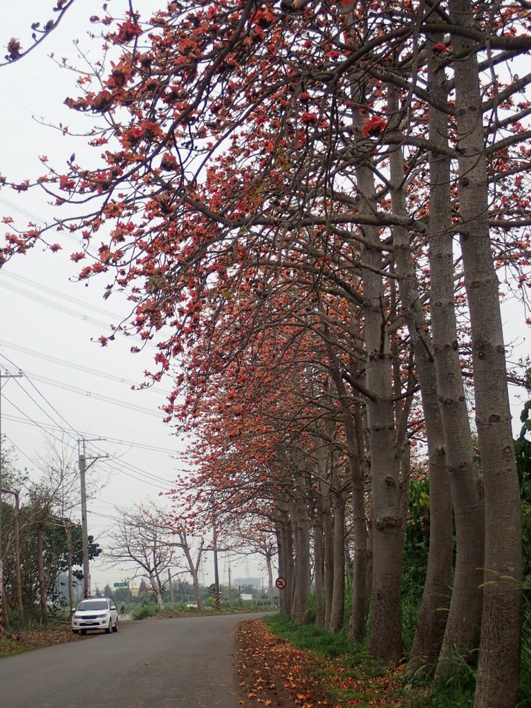 P3066356.JPG - 埤頭  東螺溪  木棉花