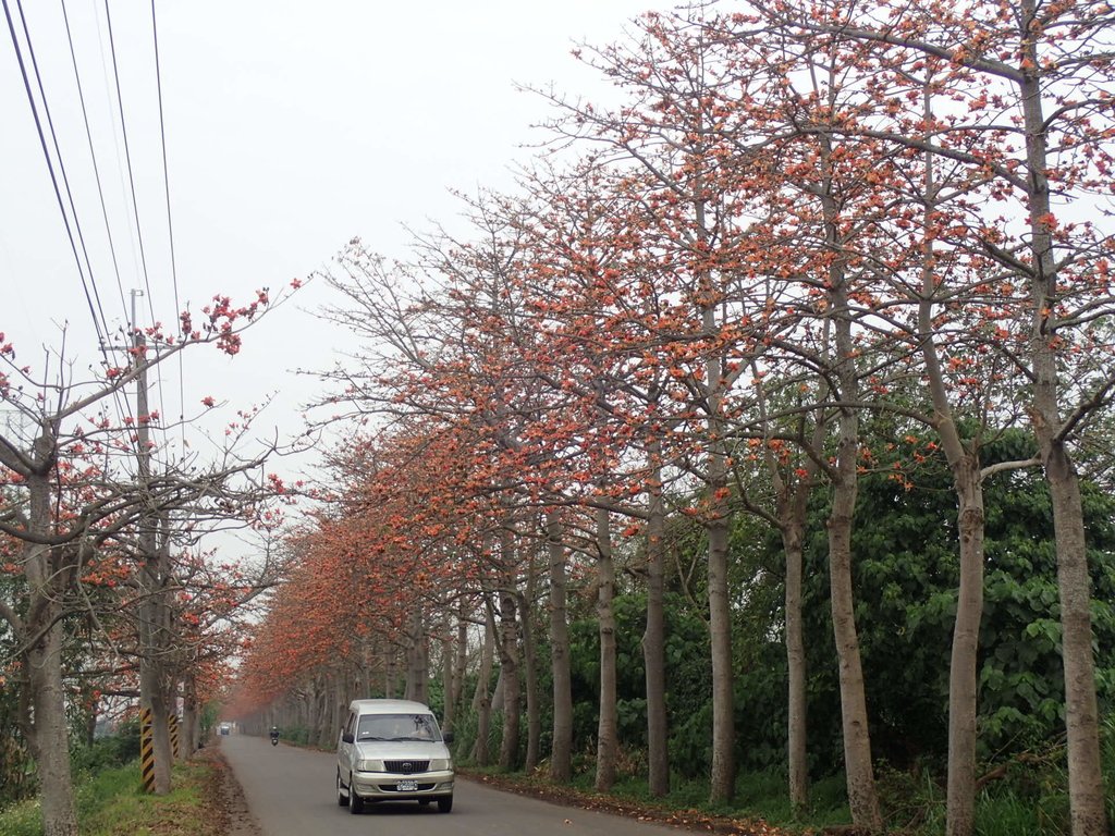 P3066390.JPG - 埤頭  東螺溪  木棉花