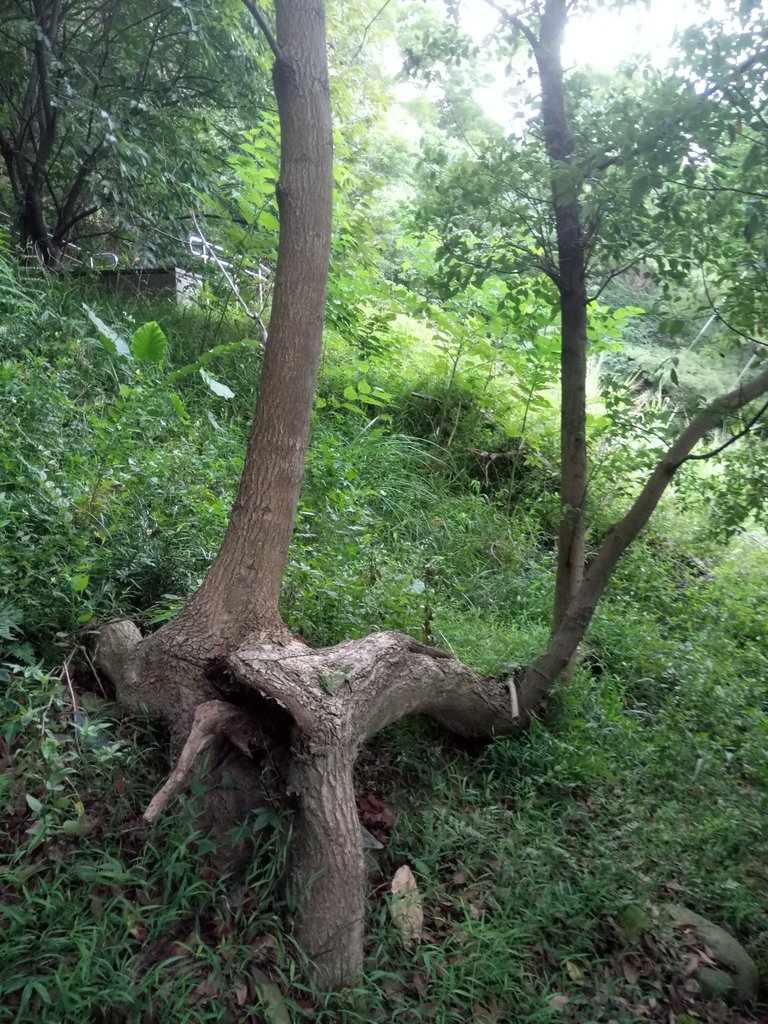 DSC_8990.JPG - 苗栗  稻荷神社遺址